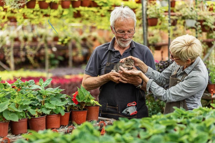 Senior couple tending plants and holding a kitten in a garden setting near RHS Garden Harlow Carr
